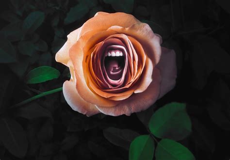 Roar: Season 1 .